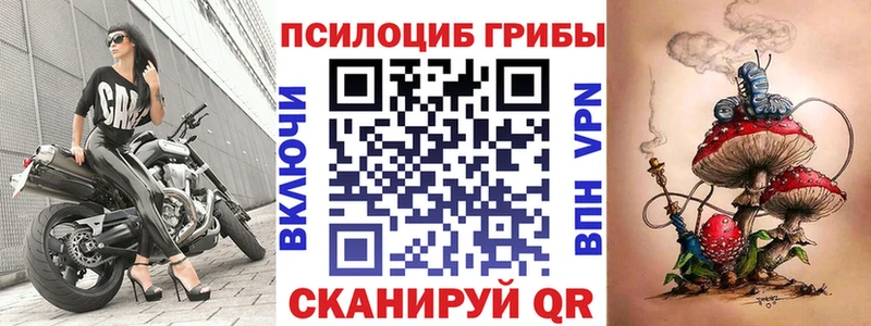 где найти   Вологда  Псилоцибиновые грибы Psilocybe 